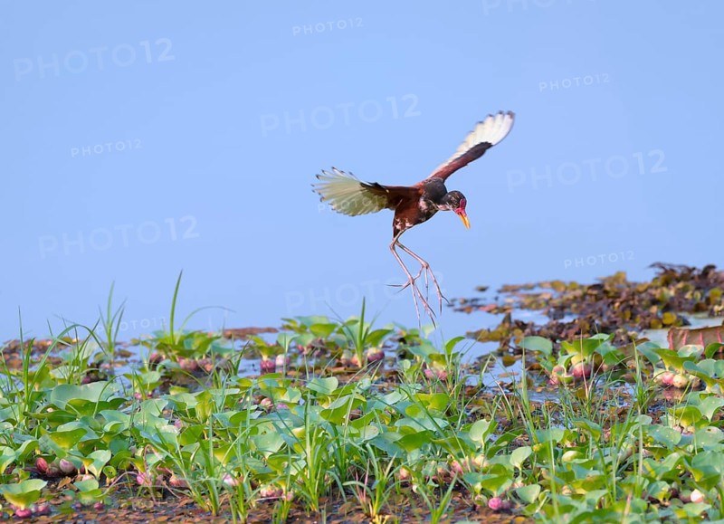 Wattled Jacana (Jacana jacana)