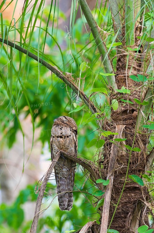 Grey Potoo or Common Potoo (Nyctibius griseus)