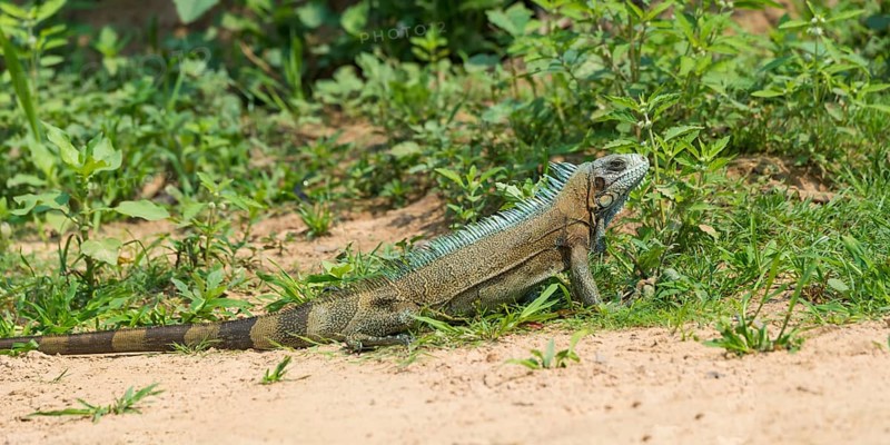 Green Iguana (Iguana iguana)