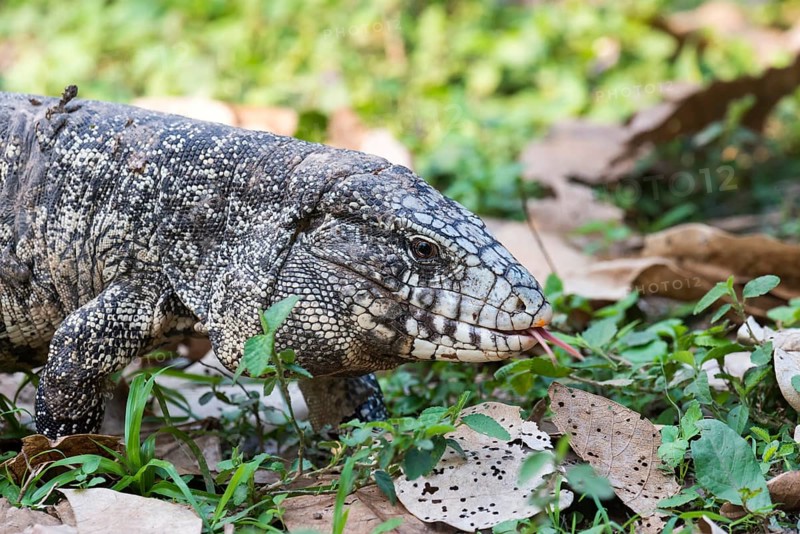 Argentine Black and White Tegu (Tupinambis merianae)