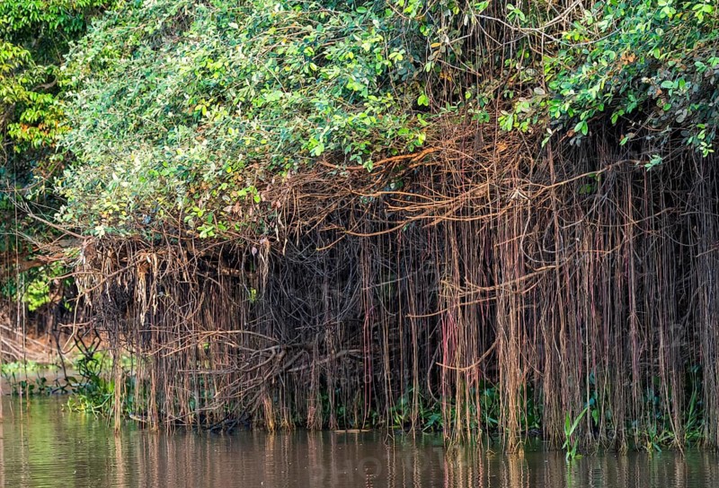 Cuiaba river