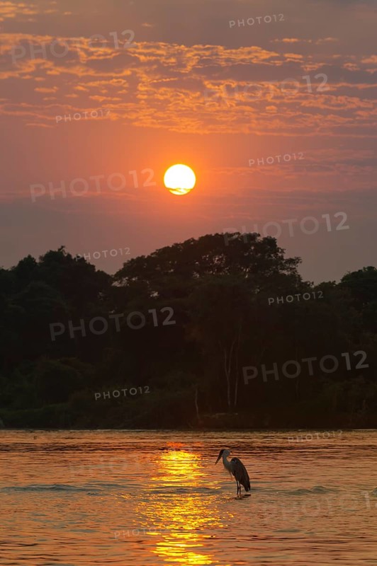 White-necked Heron or Cocoi Heron (Ardea cocoi) on the Cuiaba river at sunrise