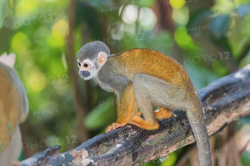Squirrel Monkey (Saimiri sciureus)