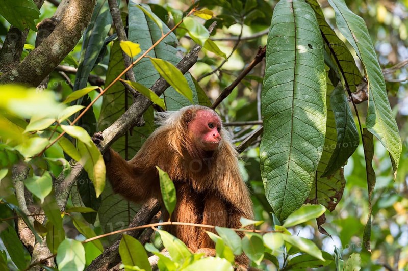 Red Bald-headed Uakari