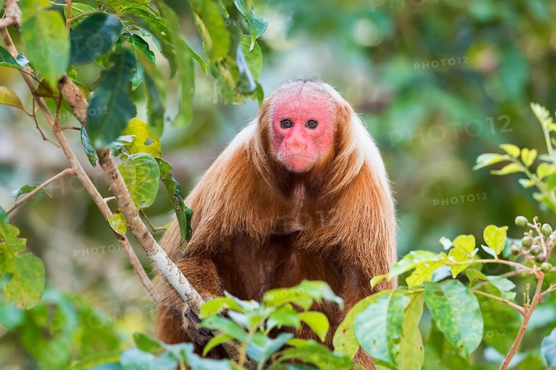 Red Bald-headed Uakari