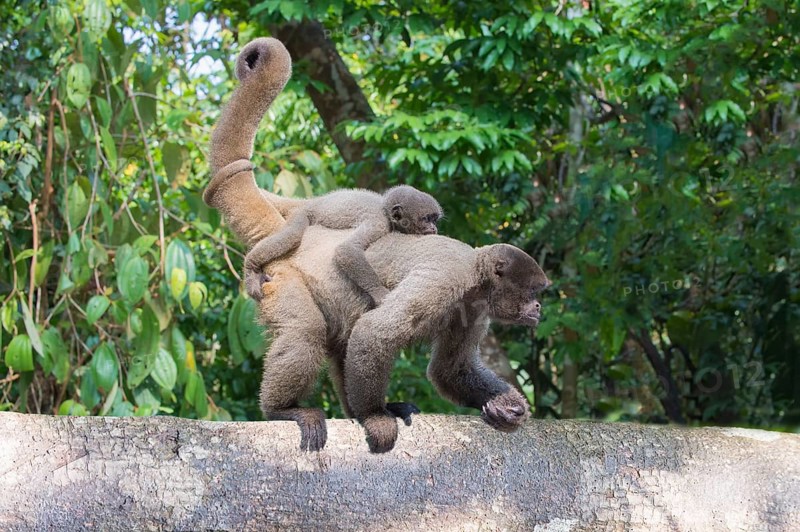 Brown Woolly Monkey or Humboldt's Woolly Monkey (Lagothrix lagotricha)