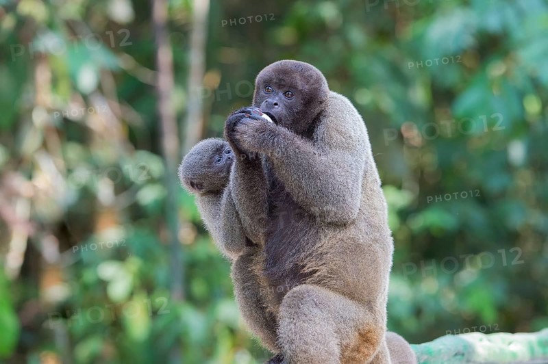 Brown Woolly Monkey or Humboldt's Woolly Monkey (Lagothrix lagotricha)