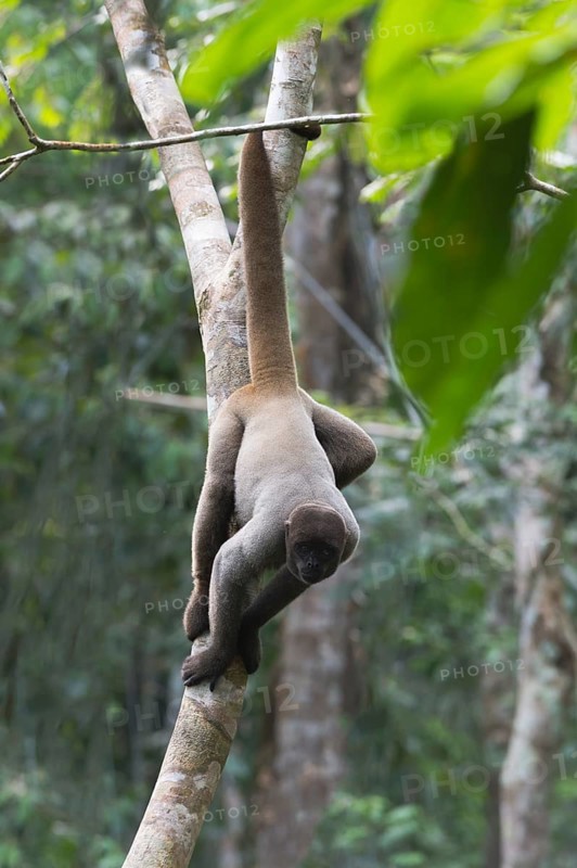 Brown Woolly Monkey or Humboldt's Woolly Monkey (Lagothrix lagotricha)