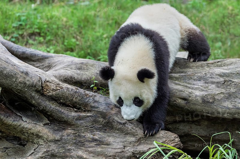 Giant Panda (Ailuropoda melanoleuca)