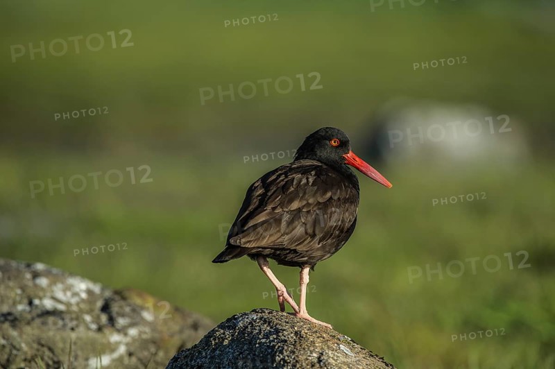 Black Oystercatcher (Haematopus bachmani)