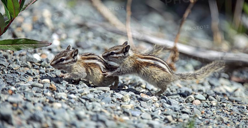 Least Chipmunk (Tamias minimus)