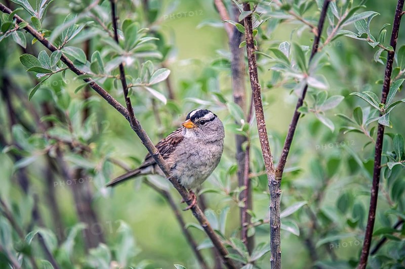 White-crowned Sparrow (Zonotrichia leucophrys)
