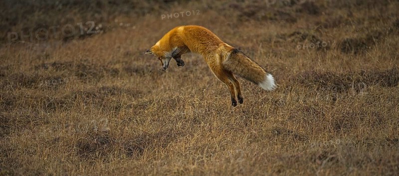Red Fox (Vulpes vulpes)