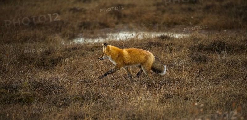 Red Fox (Vulpes vulpes)