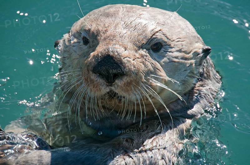 Sea Otter (Enhydra lutris)