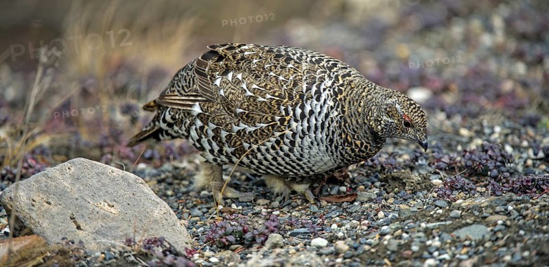 Spruce Grouse (Dendragapus canadensis)