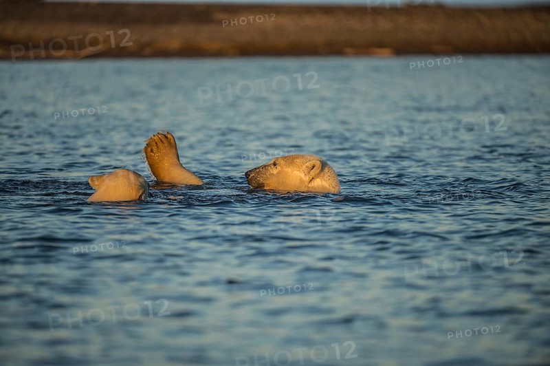 Two polar bears (Ursus maritimus) in the sea