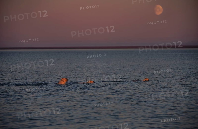 Polar bear (Ursus maritimus) with two young animals in the sea