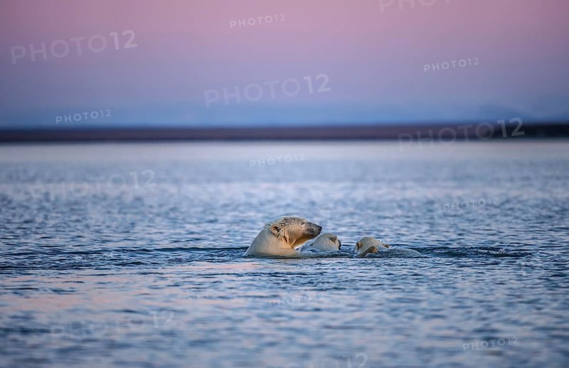 Polar bear (Ursus maritimus) with two young animals in the sea
