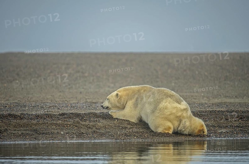 Polar bear (Ursus maritimus)