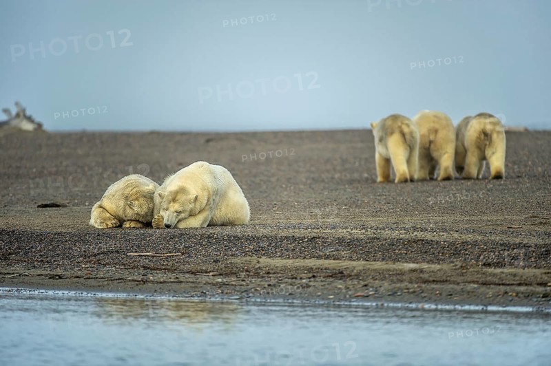 Two polar bears (Ursus maritimus)