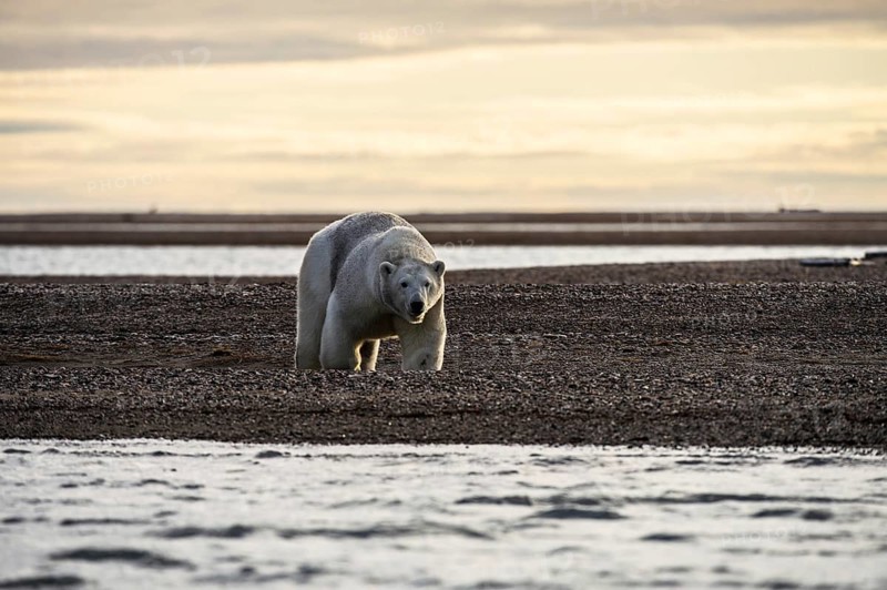 Polar bear (Ursus maritimus)