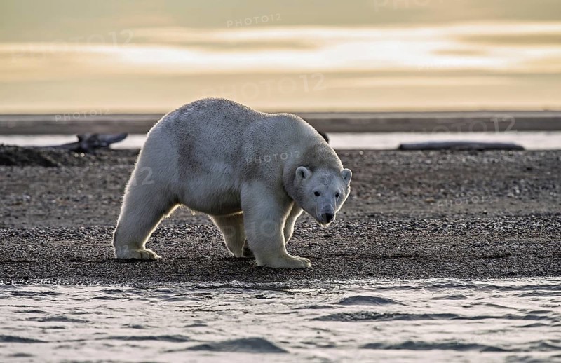 Polar bear (Ursus maritimus)