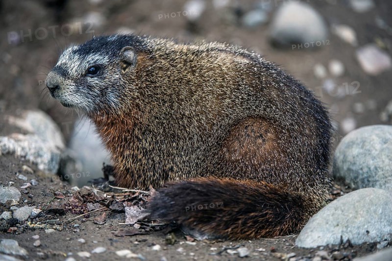 Yellow-bellied marmot (Marmota flaviventris)