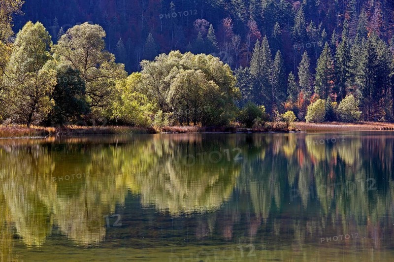 Trees reflected in lake Weitsee
