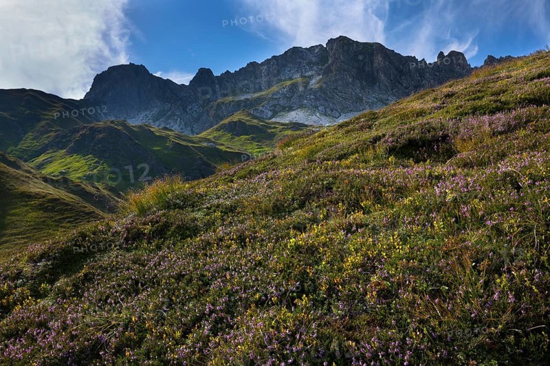 Wildkarkopf heather meadow
