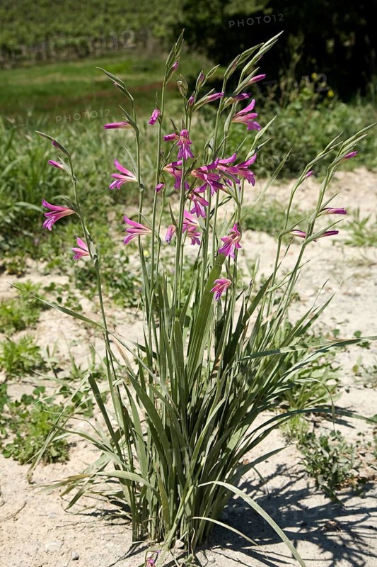 Italian gladiolus (Gladiolus italicus)