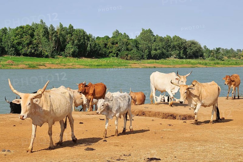 Cattle by the Senegal river