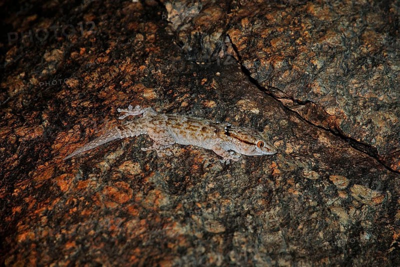 Helmeted gecko (Tarentola chazaliae) at night