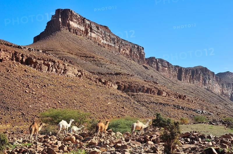 Dromedaries in the mountains at Amogjar pass