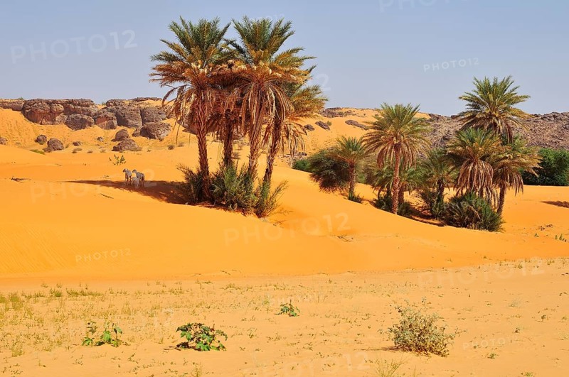Goats under date palms in sand