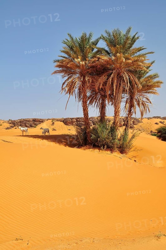 Goats under date palms in sand