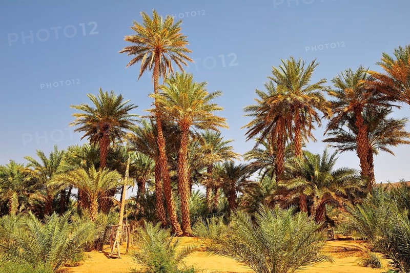 Simple drawing well with date palms
