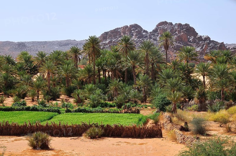 Green field with date palms