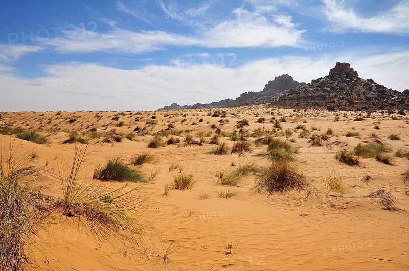 Desert landscape
