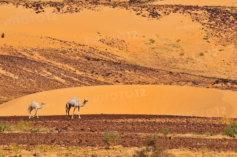 Dromedaries in the desert