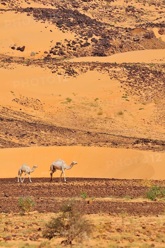 Dromedaries in the desert