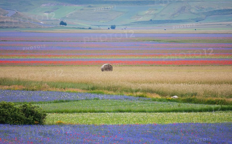 Blooming meadow and a hay bale