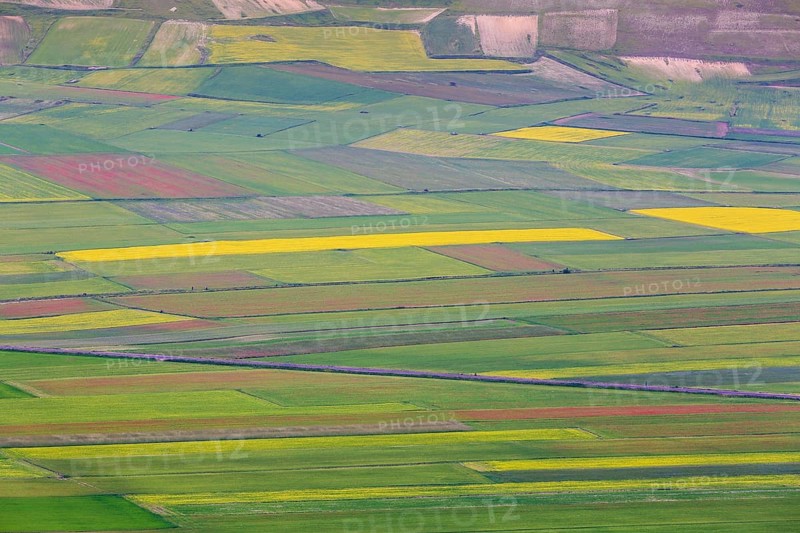 Blooming meadow in the Piana di Castelluccio di Norcia