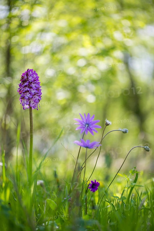 Lady orchid (Orchis purpurea) and Star Anemone or broad-leaved Anemone (Anemone hortensis)