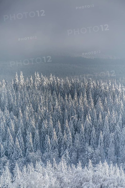 Winter landscape with snowy spruce trees