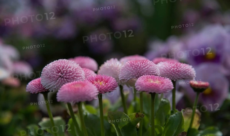 Tasso Strawberry & Cream daisies (Bellis perennis)
