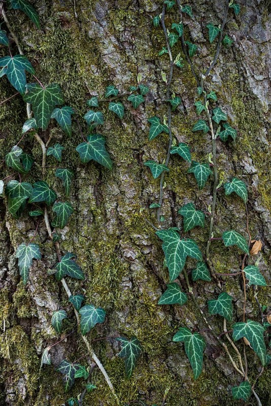 Ivy on a tree trunk
