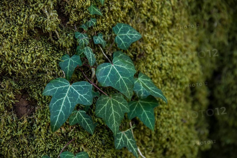 Ivy on a tree trunk