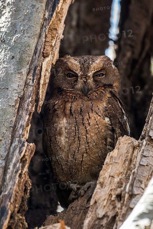 Madagascar owl (Asio madagascariensis)