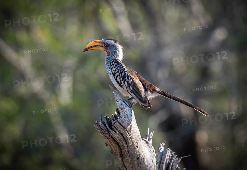 Southern yellow-billed hornbill (Tockus leucomelas)
